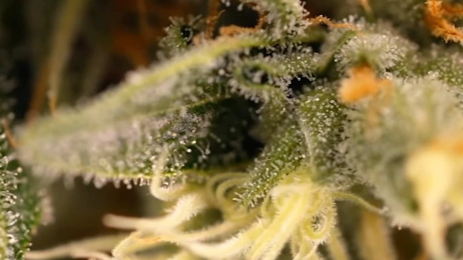 Deutsche Grüne machen Druck bei Cannabis-Legalisierung - oe24.tv